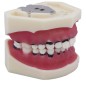 TYPODONTHE PERIODONTIQUE SANS ARTICULATEUR